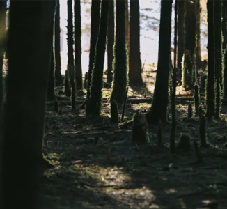 在王岗坪，与雪山森林同频呼吸｜2026中欧森林浴峰会纪行